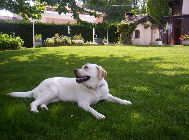 LABRADOR - BADKA - Labrador Retriever