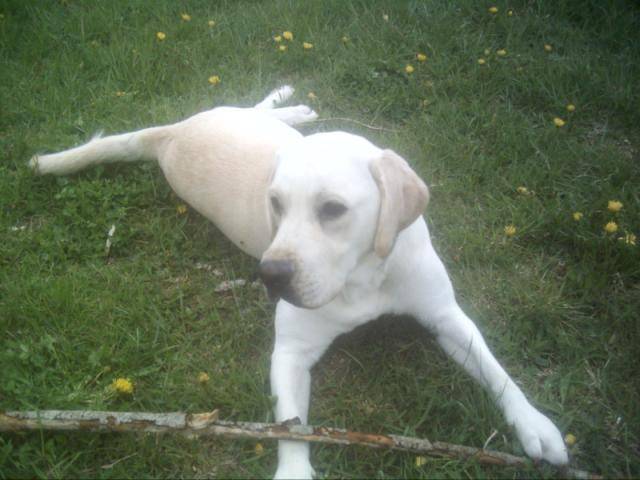 labrador - Labrador Retriever