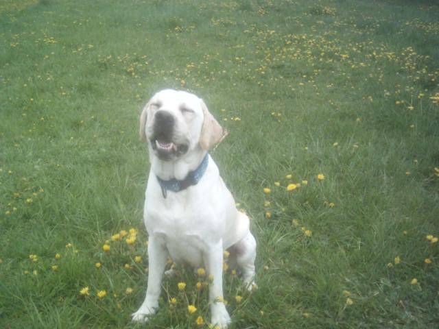 labrador - Labrador Retriever