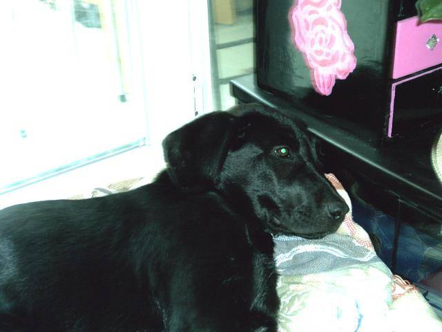 labrador - Cachou - Labrador Retriever