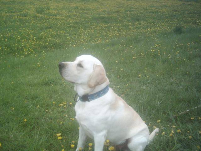labrador - Labrador Retriever