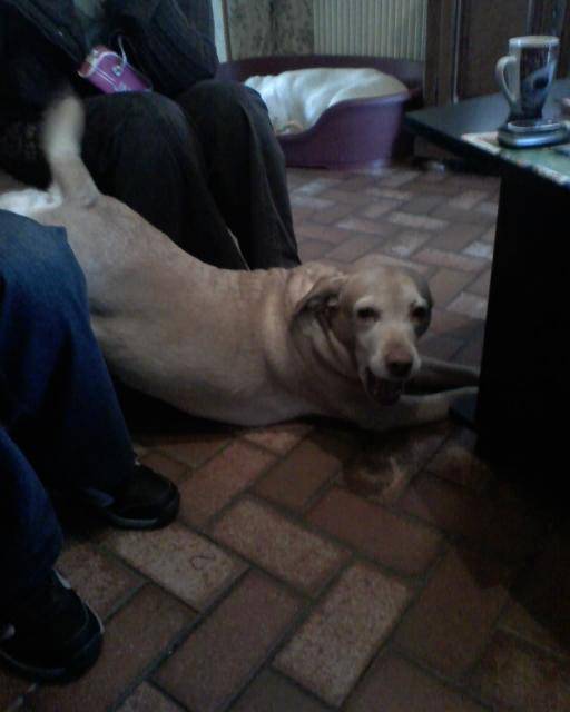 olgane croisee labrador - Labrador Retriever