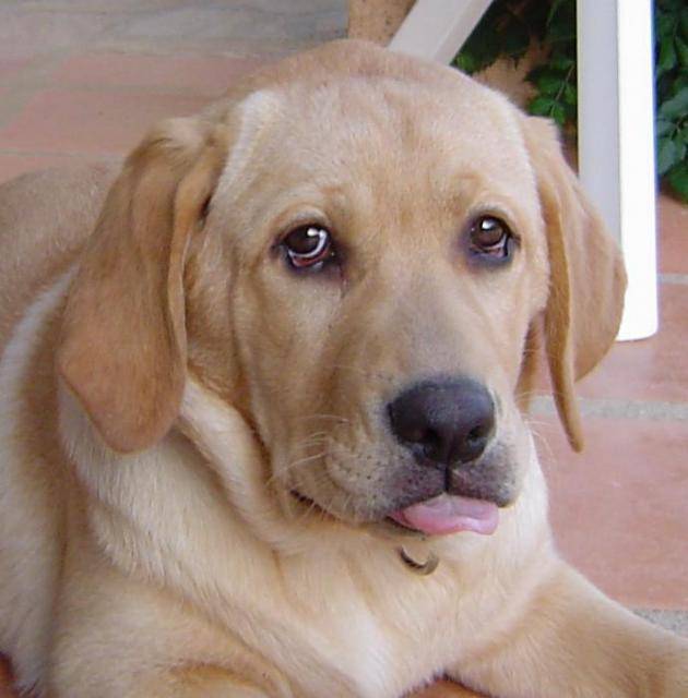 Labrador. Aria - Labrador Retriever