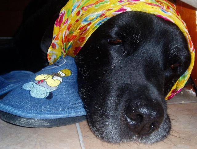 Labrador Retriever. Marlon - Labrador Retriever