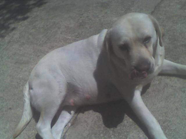 labrador.femelle 3ans.UBA - Labrador Retriever