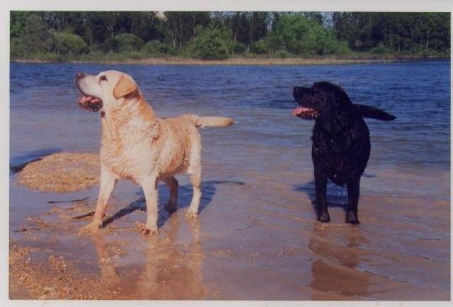 Labrador retriever. Jace et Marlon - Labrador Retriever