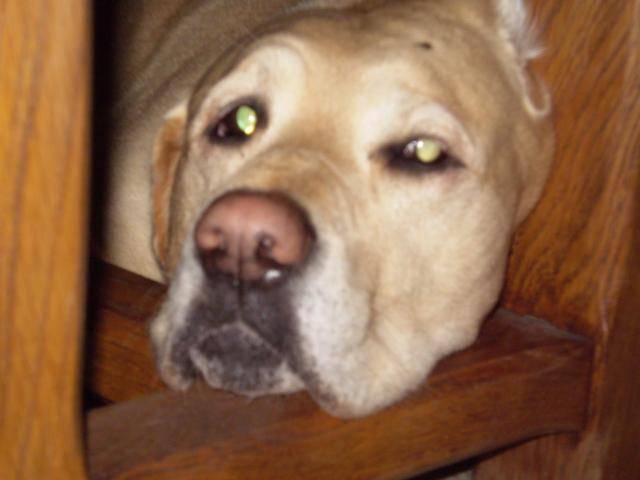 Nina Labrador - Labrador Retriever