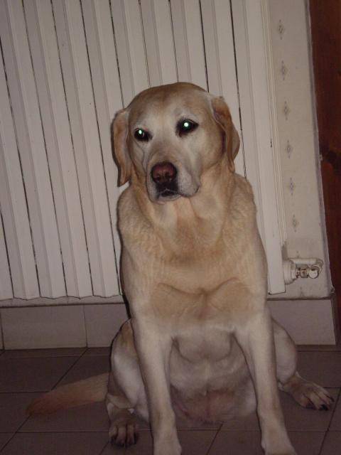Praline! Labrador - Labrador Retriever
