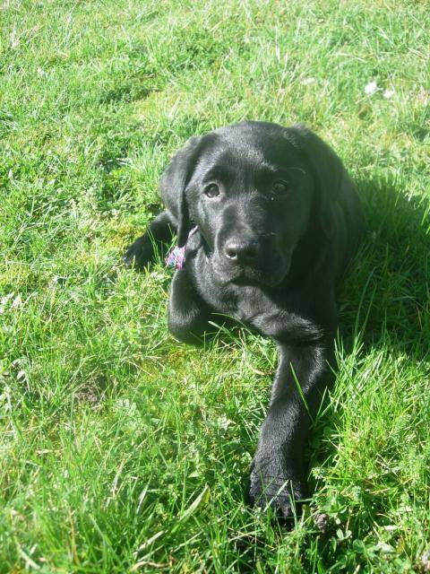 Baya ! Labrador - Labrador Retriever