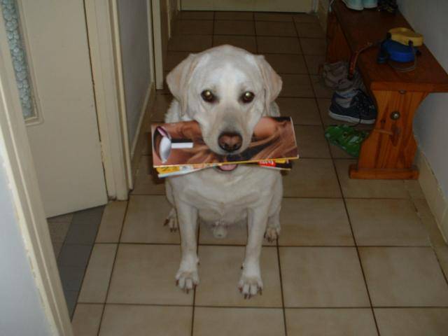 TOM, labrador - Labrador Retriever
