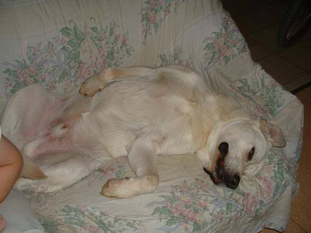 Tom, labrador peinard - Labrador Retriever