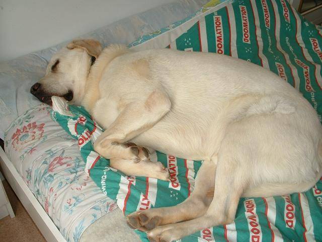 Tom, labrador - Labrador Retriever