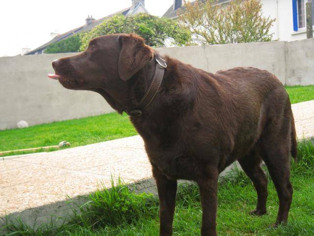 Baya Labrador Chocolat - Labrador Retriever