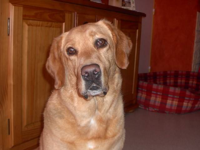 labrador - Labrador Retriever