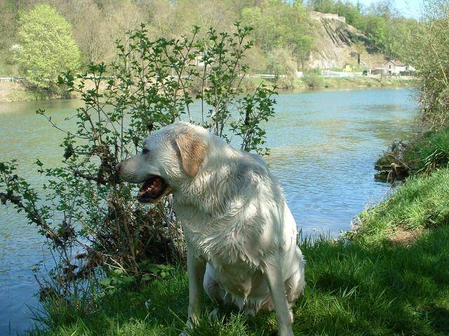 Tom Labrador : j'y vais, j'y vais pas...... - Labrador Retriever