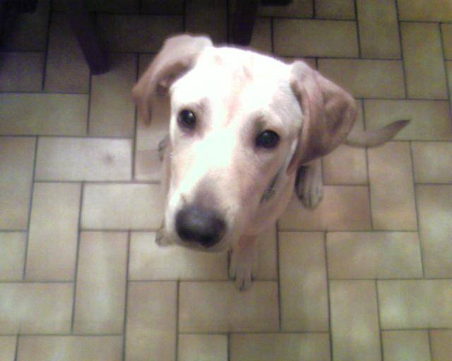 coyote, le petit labrador - Labrador Retriever