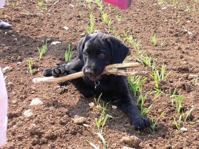 Je suis un labrador et je m'appelle Arko - Labrador Retriever
