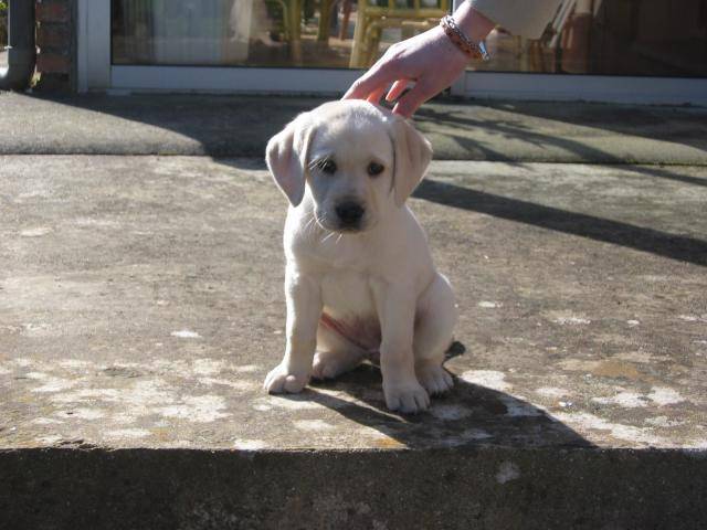 Canelle, Labrador - Labrador Retriever