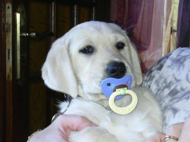 labrador - Labrador Retriever