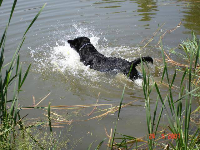 LABRADOR UNZO - Labrador Retriever