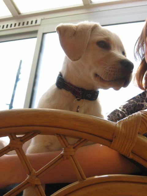 Canelle, Labrador - Labrador Retriever