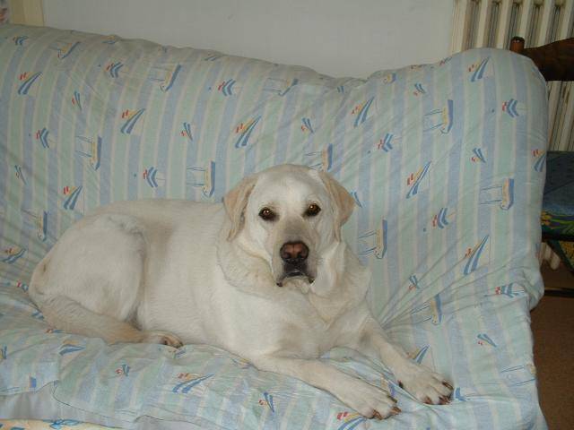 Labrador - Labrador Retriever