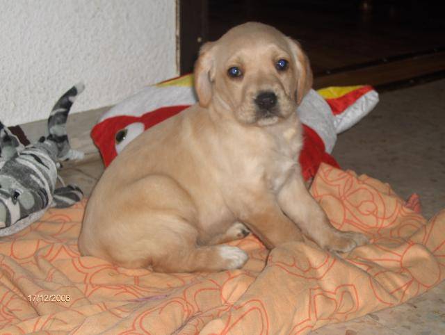 labrador twister - Labrador Retriever