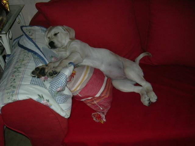 labrador banga - Labrador Retriever