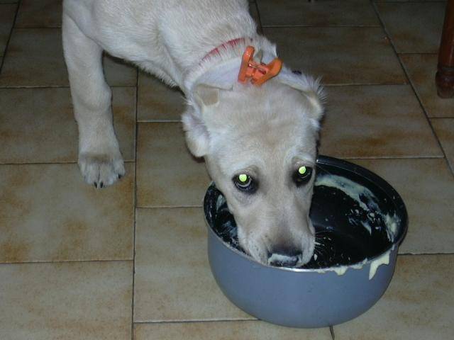 labrador banga - Labrador Retriever