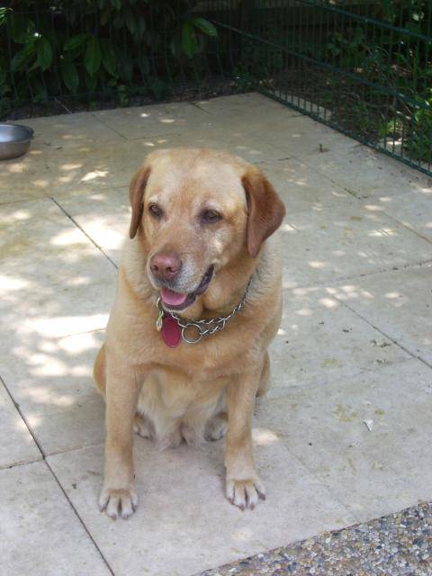 Labrador Emma - Labrador Retriever
