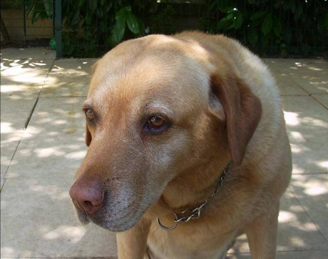 Labrador Emma - Labrador Retriever