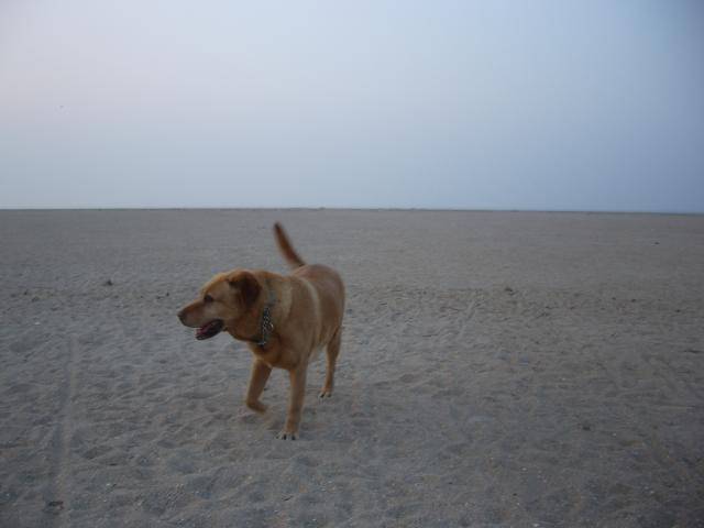 Labrador Emma - Labrador Retriever