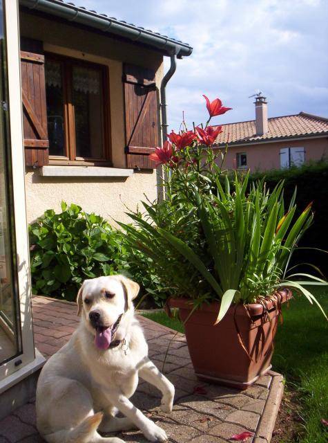Labrador-Badka - Labrador Retriever