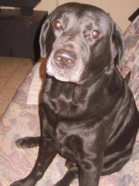 adams, labrador noir - Labrador Retriever