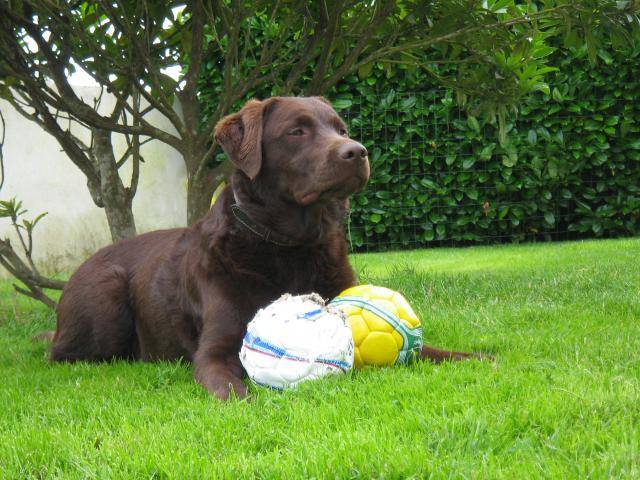 Baya Labrador Chocolat - Labrador Retriever