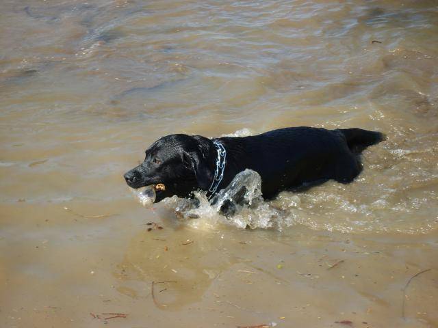 labrador boxy - Labrador Retriever
