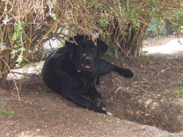 labrador boxy - Labrador Retriever