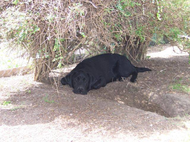 labrador boxy - Labrador Retriever