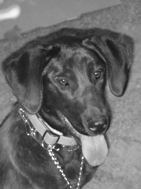 Cachou - Labrador - Labrador Retriever