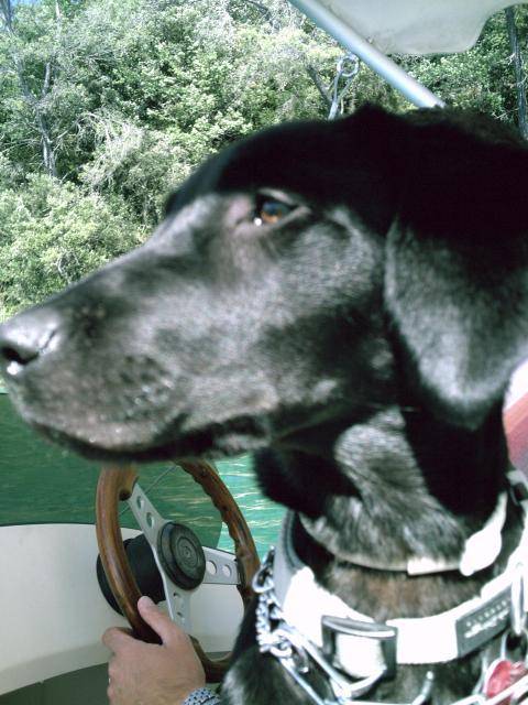 Cachou - Labrador - Labrador Retriever
