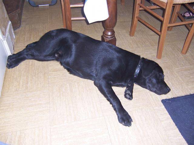 labrador boxy - Labrador Retriever