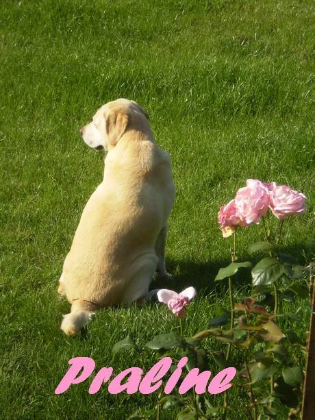 Praline! Labrador - Labrador Retriever