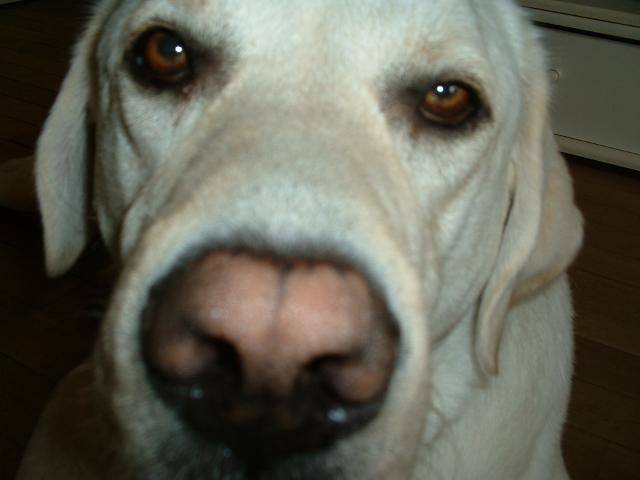 TOM, labrador - Labrador Retriever