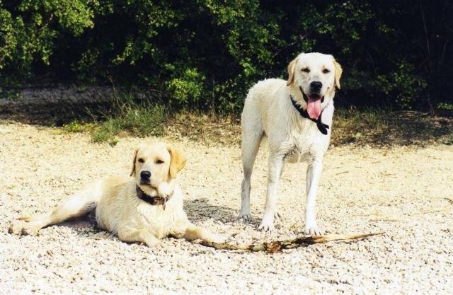 LABRADOR NESS - Labrador Retriever