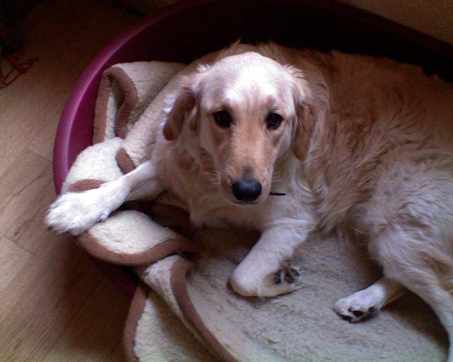 golden labradore Max - Labrador Retriever