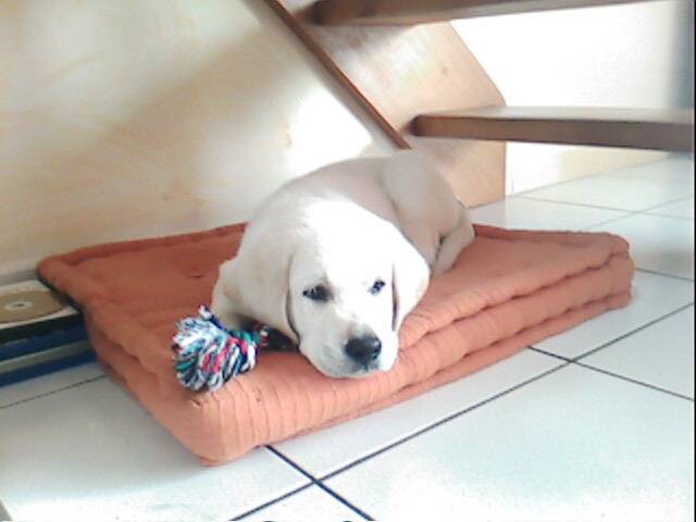 Labrador golden "Chouchenn" - Labrador Retriever