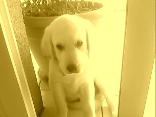 Labrador golden "Chouchenn" - Labrador Retriever