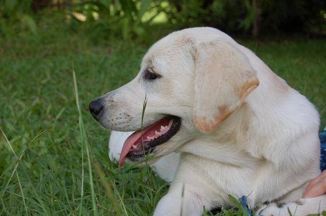 Labrador golden "Chouchenn" - Labrador Retriever