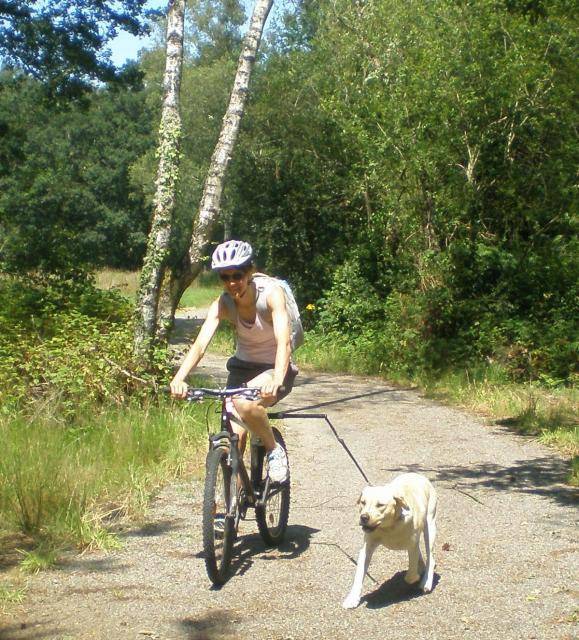 BACK labrador - Labrador Retriever