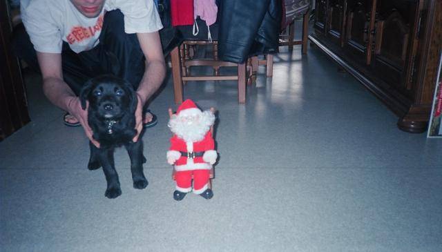 croisé labrador et rottweiller - Labrador Retriever